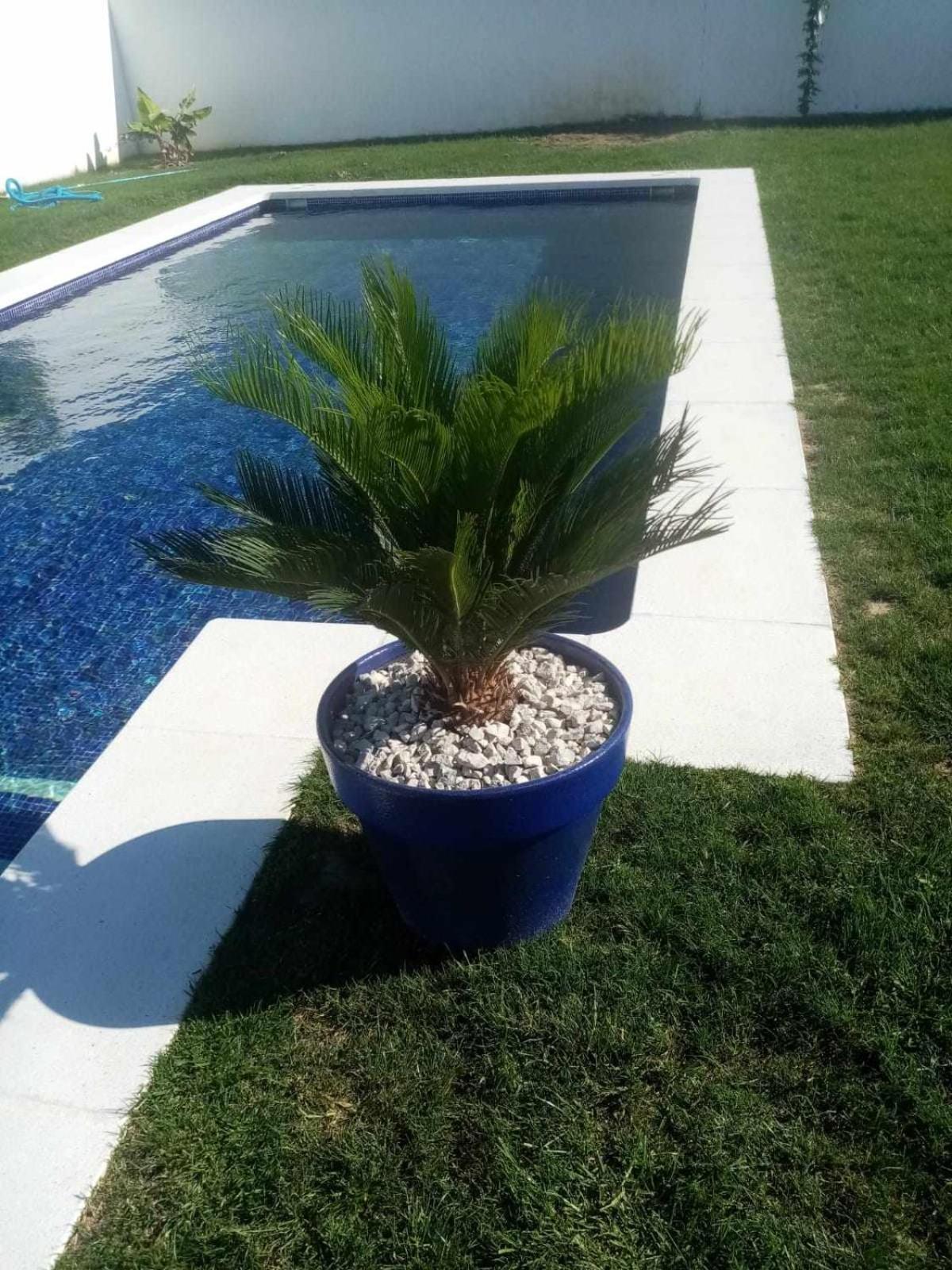 Las Casitas De La Barrosa Con Jardin Y Piscina Chiclana de la Frontera Zimmer foto
